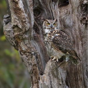 Great Horned Tree