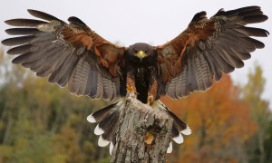 HarrisHawk