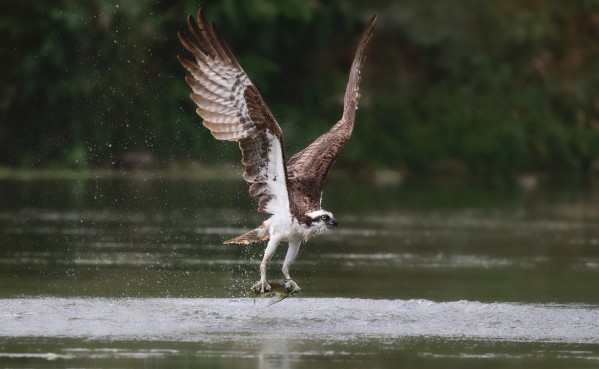 Osprey with fish Print