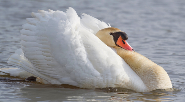 Aggressive Swan Print
