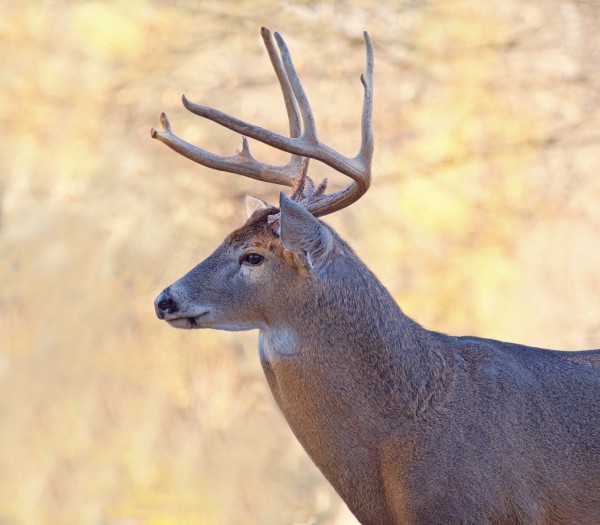 AutumnBuck Print