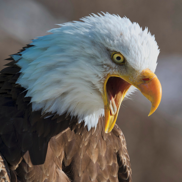 Eagle Scream Print
