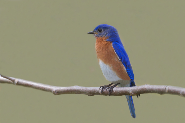 Eastern Bluebird Print