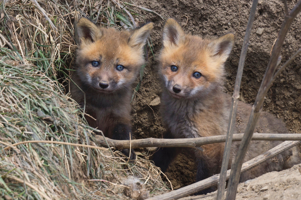 Fox Kits Print