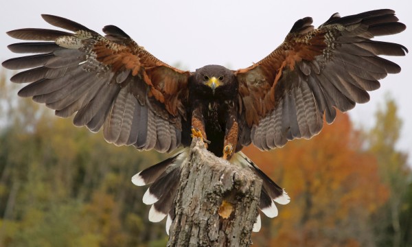 HarrisHawk Print