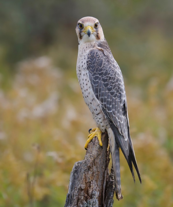 LannerFalcon Print