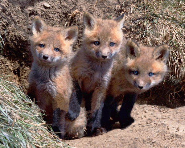 Triplets Print