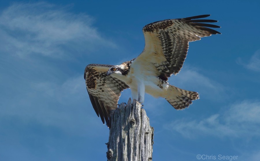 Osprey Wings by Chris Seager Wall Art