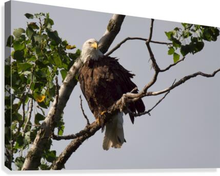 Eagle  Canvas Print