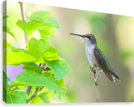 At Rest  Canvas Print