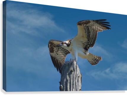Osprey Wings  Canvas Print