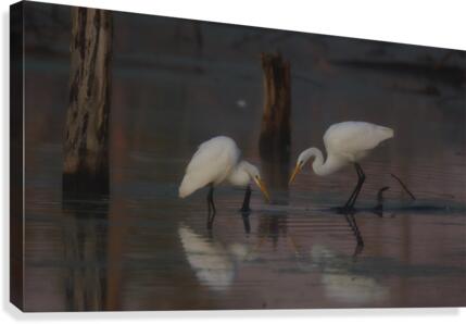 Great Egrets Canvas Print