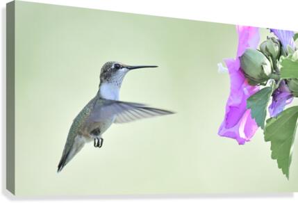 Hummer Canvas Print