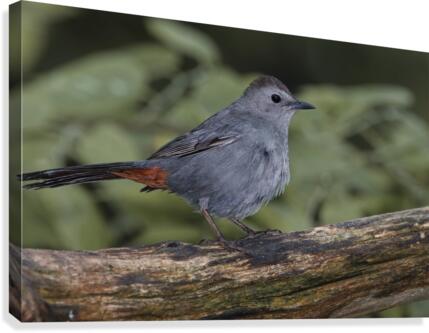 Catbird Canvas Print