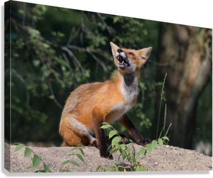 Fox reaction Canvas Print