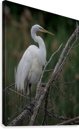 Egret Preening Canvas Print