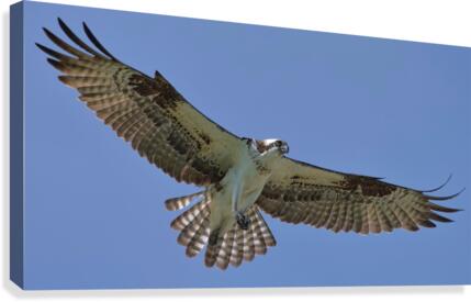Soaring Canvas Print