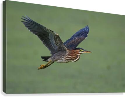 Green Flight Canvas Print