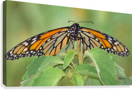 Monarch Canvas Print