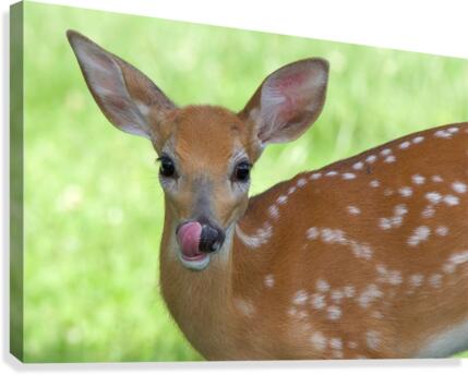 Bambi Canvas Print