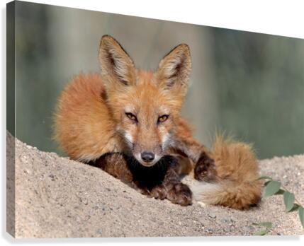 Red Fox Canvas Print