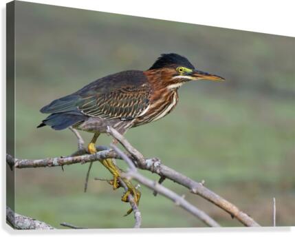Green Heron  Canvas Print