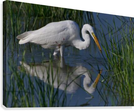 Egret Reflecting  Canvas Print