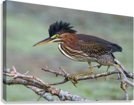 Green Heron Canvas Print