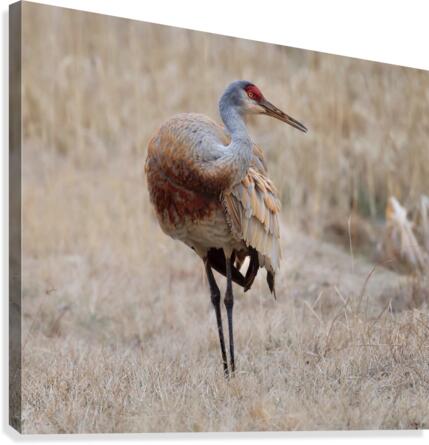 Crane Balance Canvas Print