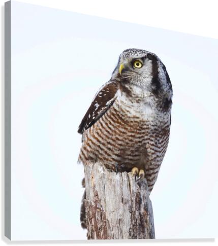 Hawk Owl Post Canvas Print