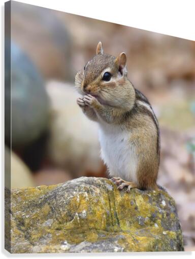 Eastern Chipmunk  Canvas Print