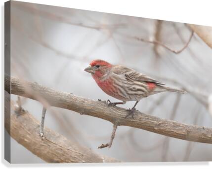 Finch  Canvas Print