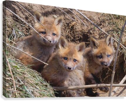 Threes a crowd  Canvas Print