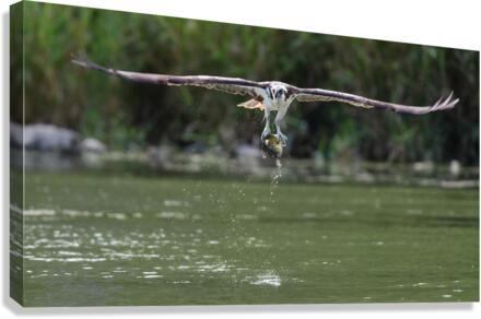 Osprey flight  Canvas Print