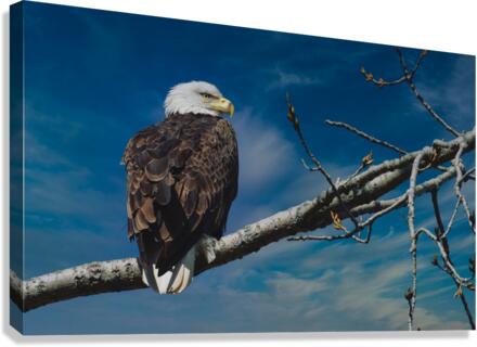Bald Eagle  Canvas Print