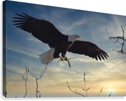 Eagle Sunset Canvas Print