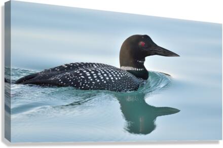 Common Loon 2 Canvas Print