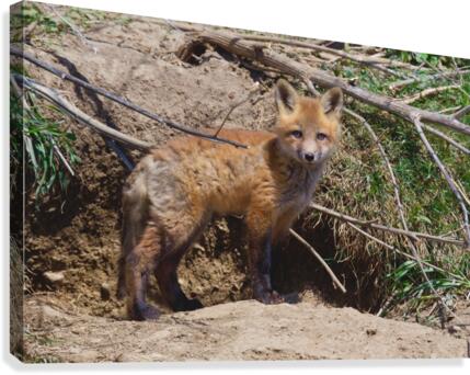 Red Fox kit Canvas Print