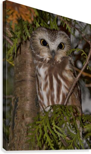 saw-whet Canvas Print