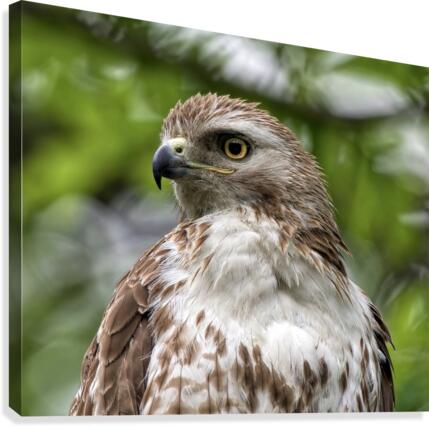 Red Tail  Canvas Print