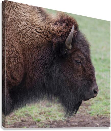 Bison profile Canvas Print