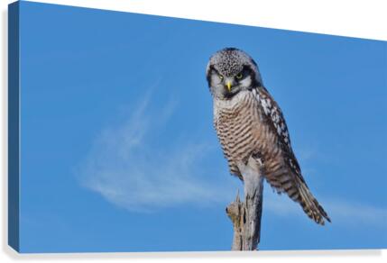 Hawk Owl Canvas Print