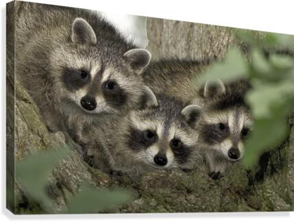 Three Amigos Canvas Print