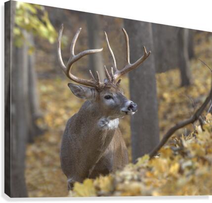 The King 2 Canvas Print