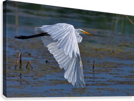 Effortless Canvas Print