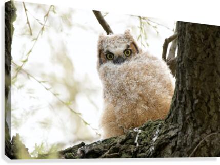 Fluffy Canvas Print