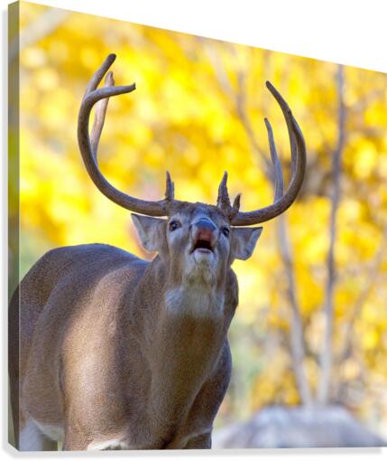 Buck in Fall Canvas Print