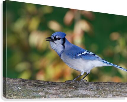 Blue Jay Canvas Print