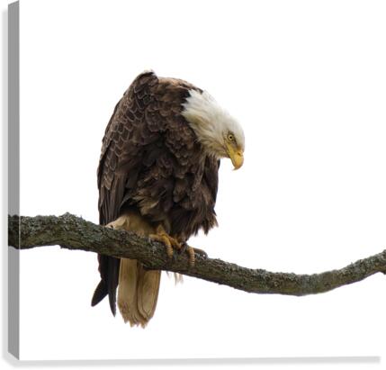 Bald Eagle Canvas Print