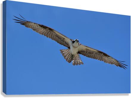 Osprey Flight Canvas Print